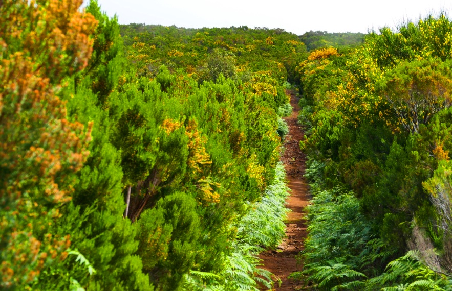 Vereda do Fanal- Laurel Forest in Madeira
